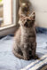 4 Magnifiques chatons