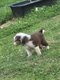 Border collie Petites boules d'amour