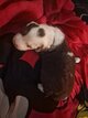 Border collie Petites boules d'amour
