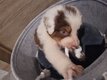 Border collie Petites boules d'amour
