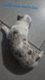 Border collie Petites boules d'amour