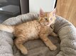 Chatons Maine Coon à réservés
