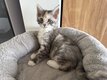 Chatons Maine Coon prêts à partir