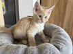 Chatons Maine Coon prêts à partir