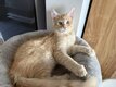 Chatons Maine Coon prêts à partir
