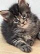 Maine coon