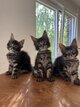 Maine coon