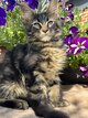Maine coon