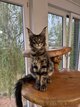 Maine coon