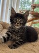 Maine coon