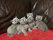 Magnifiques chatons British Shorthairs bleus
