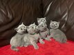 Magnifiques chatons British Shorthairs bleus