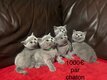 Magnifiques chatons British Shorthairs bleus