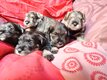 Chiots schnauzer nain