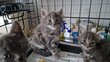 Chatons croisés