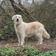 Superbe portée de chiots Golden Retriever...