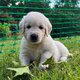 Superbe portée de chiots Golden Retriever...