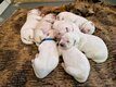 Superbe portée de chiots Golden Retriever...