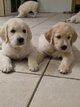Superbe portée de chiots Golden Retriever...