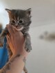 Magnifique maine coon disponible à la...