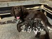 Magnifiques petits chiots Munsterlander pure race