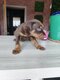 Doberman