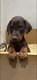 Doberman