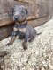 Doberman