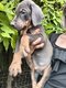 Doberman