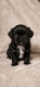 Chiots Shih tzu