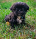 Chiots Shih tzu