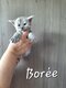 Chatons Maine coon disponible de suite