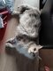 Maine coon disponible de suite