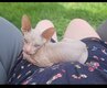 Donskoy [cherche] sa famille