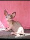 Donskoy [cherche] sa famille