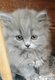 Chaton brish scorthair