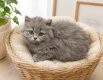 Chaton brish scorthair