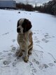 Saint Bernard