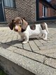 Chiots teckel Piebald