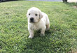 Golden retriever mâle