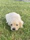 Golden retriever mâle