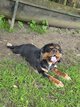 Cavalier King Charles mâle retraité 5 ans et...