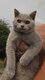 British shorthair màle