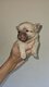 3 magnifiques petits chiots chihuahua ,poils...
