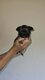 1magnifique petit chiot chihuahua ,poils longs.