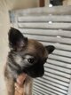 1 magnifique petite  femelle chihuahua ,poils...