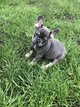 Bouledogue français femelle à vendre
