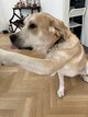 Superbe jeune chien à donner