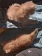 Chatons British: couleurs très rares