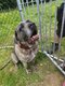 Brutus - Cane Corso de 7 ans - à donner